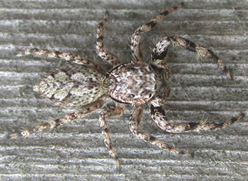 Familiar Jumper Familiar Jumper
